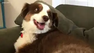Marine asking for help to find lost dog