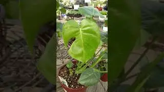 Golden Acre Home & Garden - 