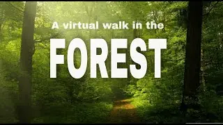 Virtual Forest Walk: A Walk In The Forest With Relaxing Nature Sounds