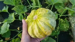 Melon odmiany Prescott Fond Blanc