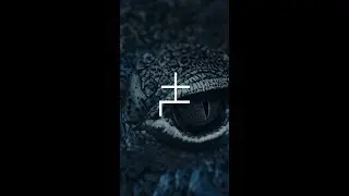 z72.52 - Licking Frogs (Official Teaser Video)