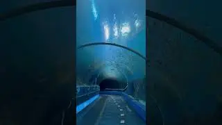 The Water Tunnel at the Georgia Aquarium \\ 📍Downtown Atlanta #ATL #atlanta #aquarium