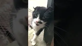 Homeless Hemingway Cat Asks for Food! #shorts #shortsyoutube