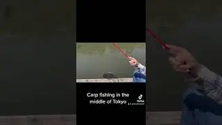 Carp fishing in the middle of Tokyo #fishing #fish #tokyo