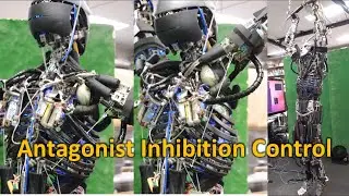 Antagonist Inhibition Control Based on Human Reciprocal Innervation (RA-L 2017)