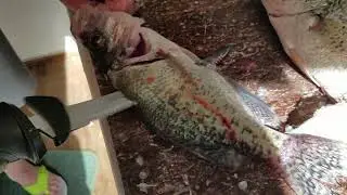 CLEANING CRAPPIE PAN FISH WITH ELECTRIC KNIFE EASY WAY