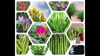 Liliaceae family - Economic Importance, Floral diagram and Floral Formula || Plant Taxonomy
