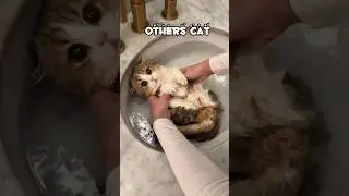 Other Cats vs My Crazy Cat! #catfunnyvideo