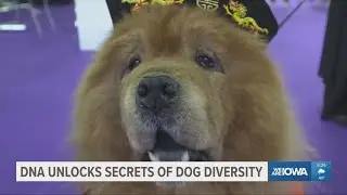 New study in dog DNA reveals closer link to wolves