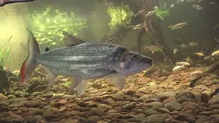 3 feet goliath tigerfish highly intelligent friend
