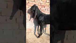 My pure black beetal Bakra 👌