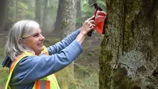 Spongy moth: A nightmare for trees and you