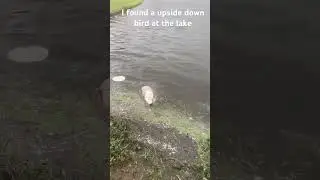 I found a duck upside down😳😳