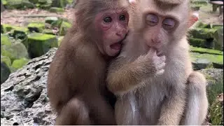🐵 Two Baby Monkeys Hugging &ndash; Cutest Moment Ever! 😍
