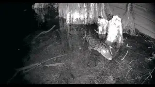 Texas Outdoors - Live Lake Cam: Watch Fish, Gators & Wildlife