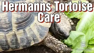 Hermanns Tortoise Care