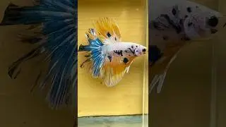 Betta Koi Candy 💛🧡💙Free #instagram #betta #best #bettafish #india #peces #bestfeed #beautful