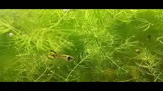 Feeding baby brine shrimp to yellow tiger endlers and blue Miyuki rice fish.