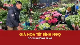 Giá hoa Tết Bính Ngọ sẽ tăng? - PLO