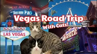 Vegas Road Trip With Cats! | Derek Hough, High Roller, $10 Tattoos | Ashley Amber (throwback vlog)