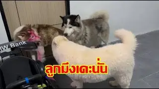 ทีสูยังเล่นกันได้พอกุไปเล่นนำกัดกุเนาะ