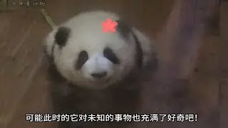 哈哈，你知道小时候的花花有多顽皮吗？看了这个视频真是笑洗我了！它长不高的原因终于是找到了！