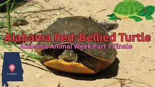 Meet Alabama&rsquo;s Rare Red-Bellied Turtle! 🐢 (Finale)