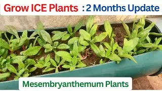 How to Grow ICE Plants (2 Months Update) Mesembryanthemum Plant Care, Ice Plant Updated result