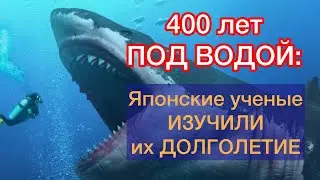 ЯПОНСКИЕ УЧЕНЫЕ РАСКРЫЛИ ИХ СЕКРЕТ ДОЛГОЛЕТИЕ|Акулы