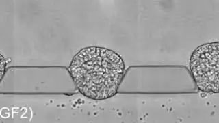 Development of posteriorized embryonic sacs from hESCs