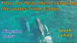 S1E32 - Exmouth, Yardie Homestead and South Lefroy.