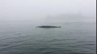 Minke Whale, Slice