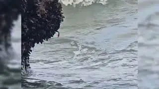 Wild Mussels Along the New Zealand Coast 