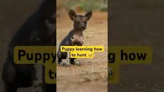 Puppy learning how to hunt!