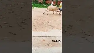 😲MOST DENGERS COW 2023 FROM KOLORHA SARDAR PARA🔥#shorts