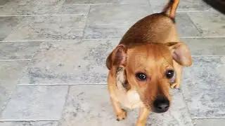 puppy races for a dog treat...