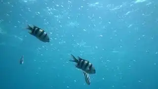 Amazing Tuna fish in the sea #fish #kidsvideo #fishing | United Trends Network