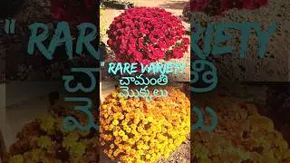 Rare Variety చామంతి మొక్కలు