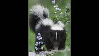 🦨 The Science Behind Skunk's STICKY Stink! 😱 Unveiling Their Smelly Secret Weapon! 🧪🔥