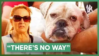 Bulldog Was Left To Die In Scorching Heat | Pit Bulls & Parolees