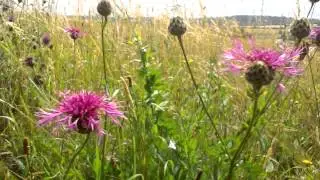 Greater Knapweed