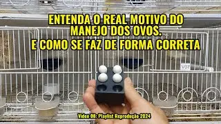 ENTENDA O REAL SENTIDO DO MANEJO DOS OVOS E COMO SE FAZ.