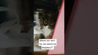 В засаде🐈 #cat #littlecat #funny
