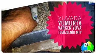 Kuşlarda Yuvada Yumurta Varken Yuva Temizlenir Mi ?