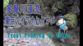 多摩川源流ルアーフィッシング東京のイワナとヤマメ　Lure fishing in Tama-river Tokyo,Japan