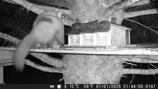 Pair of pine martens