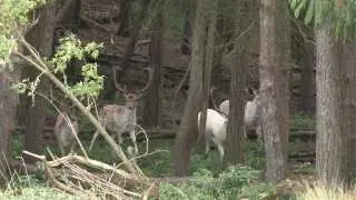 Whitcliff Medieval Deer Park (Short Documentary)