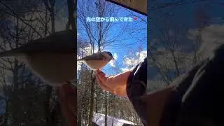 光の空から飛んできた幸せを運ぶ小鳥ちゃん #コガラ #癒し #野鳥 #手乗り #蓼科 #森のくらし #可愛い #cute #nagano #japan #shorts
