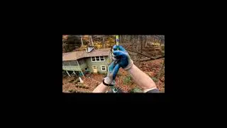 How to rescue a cat in a tree?