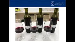 Sooty mould red winemaking trial